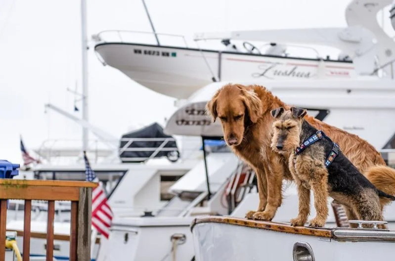 Coast guard approved clearance dog life jackets